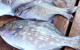Loại cá có tên nghe rất sợ, xưa ai cũng tránh xa, nay được người sành ăn "săn lùng", 200.000 đồng/kg