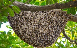 Ong ăn thịt, ong mật Việt Nam biết dùng công cụ, phân ong suýt gây đối đầu Chiến tranh Lạnh