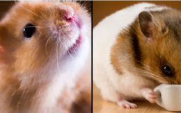 Nhà khoa học sốc khi 1 thí nghiệm vô tình khiến chuột hamster 'thay tính đổi nết'