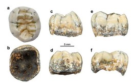 Chiếc răng cổ của bé gái bí ẩn hé lộ về người Denisovan tiền sử