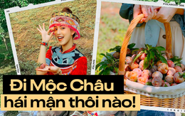 Tranh thủ đang vào mùa, rủ nhau lên cao nguyên Mộc Châu hái mận chín đỏ au