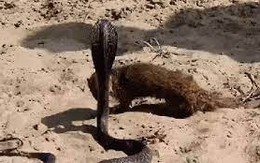 Video: Bị thiên địch cầy Mangut cắn lệch cả hàm, hổ mang chúa bỏ chạy trối chết