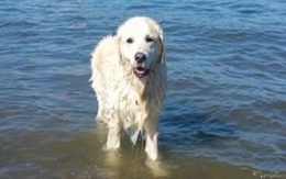 Chủ hoảng hốt khi thấy chó Golden lao xuống biển, tới lúc hiểu sự tình mới dám thở phào