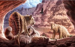 Cuộc chiến sinh tử giữa hai con báo trong hang động Grand Canyon