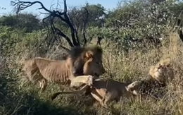 Cuộc chiến nảy lửa giữa hai sư tử đực trong tự nhiên