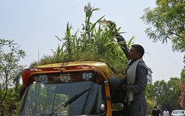 Độc đáo 'vườn cây tránh nóng' trên nóc xe lam tại Ấn Độ