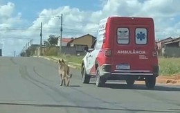 Khoảnh khắc xúc động chú chó chạy theo xe cứu thương đưa chủ đến bệnh viện