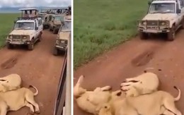 Đàn sư tử thản nhiên nằm giữa đường gây ùn tắc giao thông