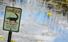 Mỹ: Người đàn ông chết trong hồ đầy cá sấu khi... tìm kiếm đĩa bay