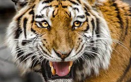 Hổ Bengal đi lang thang giữa đường phố, dọa cư dân chết khiếp