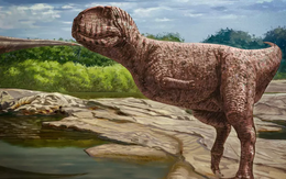 Phát hiện loài khủng long mặt chó bull, tựa như phiên bản "nâng cấp" của khủng long bạo chúa