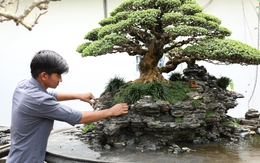 Nghệ nhân bonsai 9x kiếm tiền triệu mỗi ngày nhờ chăm cây tiền tỷ