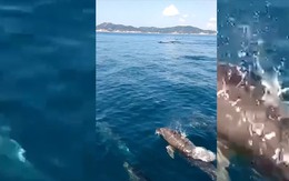 Xuất hiện đàn cá heo nhiều hiếm thấy bơi theo tàu ở Khánh Hòa