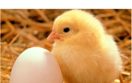 Con người có thể tiến hóa ngược để đẻ trứng thay vì sinh con được hay không?