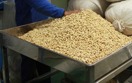 Tìm cách lấy lại tiền cọc từ các hãng tàu cho doanh nghiệp điều