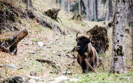[ẢNH] Sự trở lại của con thú lớn: Tìm kiếm bò rừng hoang dã Romania