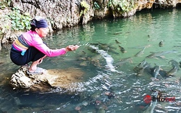 Những chuyện kỳ bí ở hang cá thần Mường Ký xứ Thanh