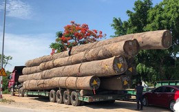 Tạm giữ xe đầu kéo chở gỗ lim ‘siêu khủng’ khi qua địa phận Quảng Ngãi
