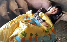 Cô gái trẻ có sở thích ngủ trong chuồng lợn khiến cộng đồng mạng tranh cãi