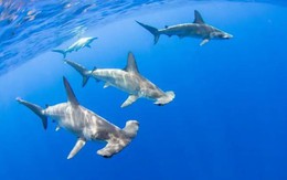 NASA cảnh báo “núi lửa cá mập” đang bắt đầu phun trào, ở đó có những điều kỳ lạ gì?