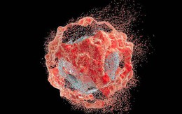 Tế bào ung thư này đã được nuôi dưỡng suốt 70 năm, riêng khối lượng thu về đã hơn 50 triệu tấn