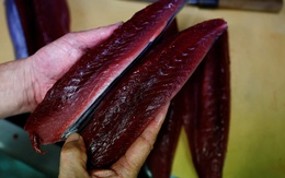 Bí mật về phương pháp câu truyền thống giúp người Nhật giữ tuyệt đối vị ngon của cá ngừ