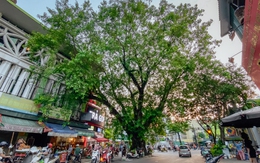 Hà Nội: Kỳ lạ những cây cổ thụ mọc giữa đường, thậm chí xuyên thủng nhà