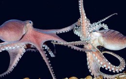 Vòng đời của bạch tuộc: cha mẹ sinh sản, chết và con mồ côi