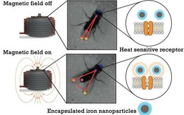 Các nhà khoa học đã có thể điều khiển não ruồi từ xa