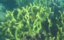 "Lắng nghe" sức khỏe của các rạn san hô