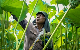 Nông dân Hà Nam kiếm hàng trăm triệu đồng mỗi vụ nhờ trồng sen lấy hạt