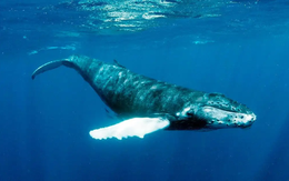 Cáp quang dưới biển có thể được sử dụng để ghi âm lại tiếng cá voi và xem chúng đang làm gì