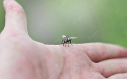 Bạn không thể bắt ruồi bằng tay không, bởi chúng sống ở một tần số quét cao hơn loài người chúng ta