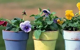 4 loại nước có sẵn trong nhà trồng hoa tốt hơn nhiều so với bỏ tiền mua phân bón, tiết kiệm chi phí lại dễ chăm sóc