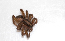 Biến nhện chết thành 'robot xác sống'