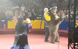 Gấu hung hăng tấn công người huấn luyện ngay tại rạp xiếc