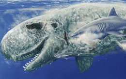 Mặt cá nhà táng là "món snack" yêu thích của cá mập megalodon