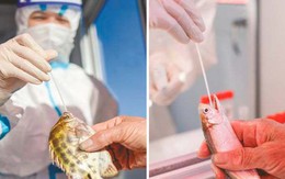 Thành phố ở Trung Quốc yêu cầu xét nghiệm COVID-19 cho cá