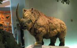Những loài động vật thời tiền sử khổng lồ đáng kinh ngạc từ Trái Đất cổ đại