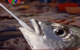 Thành phố Hạ Môn (Trung Quốc) xét nghiệm COVID-19 ở hải sản