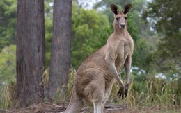 Đàn kangaroo tấn công thị trấn Australia
