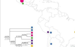 Con người di cư đến Nam Mỹ từ 18 nghìn năm trước