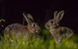 Làm thế nào 24 con thỏ Anh tạo ra cuộc ‘xâm lược sinh học’ tàn khốc nhất nước Úc?