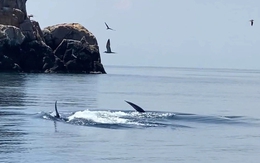 Thêm đàn cá voi khoảng 7 con xuất hiện ở ven biển Đề Gi, Bình Định