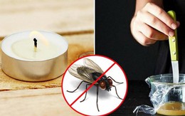 10 cách đuổi ruồi dân dã nhưng hiệu quả bất ngờ