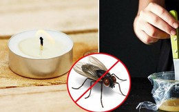 10 cách đuổi ruồi dân dã nhưng hiệu quả bất ngờ