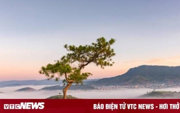 8 'cây cô đơn' nổi tiếng, được check-in nhiều nhất Việt Nam