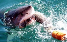 Hung thần biển cả: Đi tìm vụ cá mập tấn công con người lớn nhất từng được lịch sử ghi nhận!