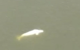 Pháp: Cá voi Beluga lạc ở sông Seine gầy yếu đến mức nguy hiểm và từ chối thức ăn