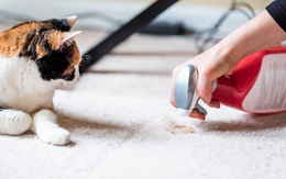 Làm thế nào để giữ nhà luôn sạch sẽ khi nuôi mèo?